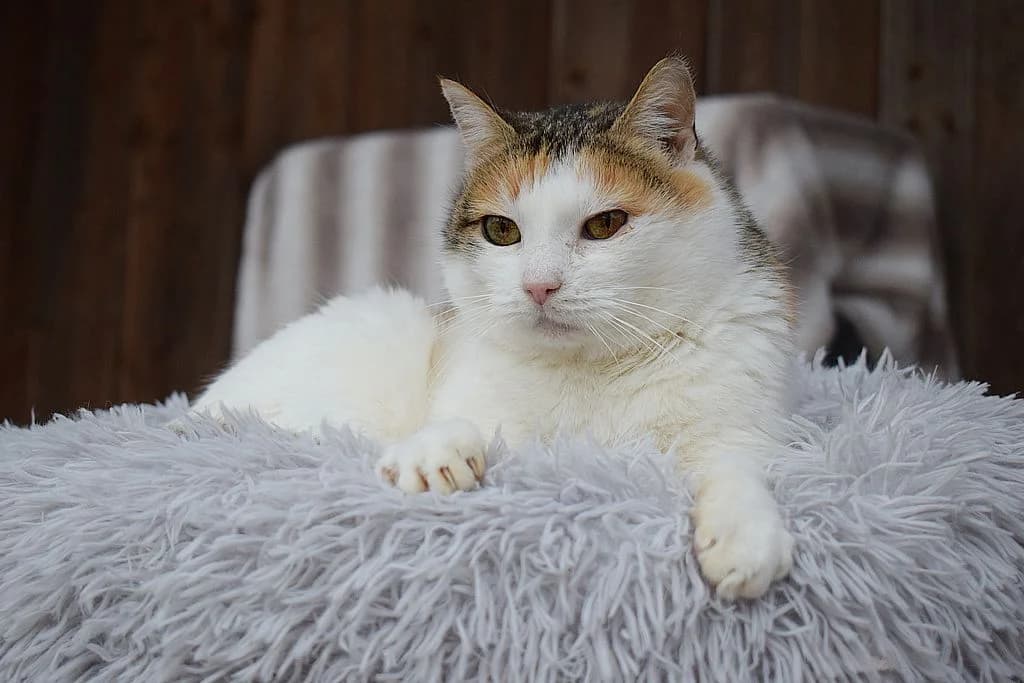 Litschi,  European Shorthair for adoption at Tierheim Quellenhof Passbrunn — photo 2 of 12
