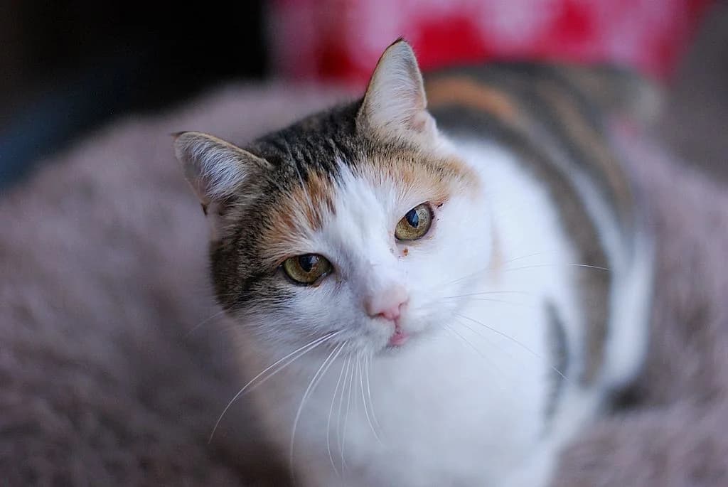 Litschi,  European Shorthair for adoption at Tierheim Quellenhof Passbrunn — photo 3 of 12