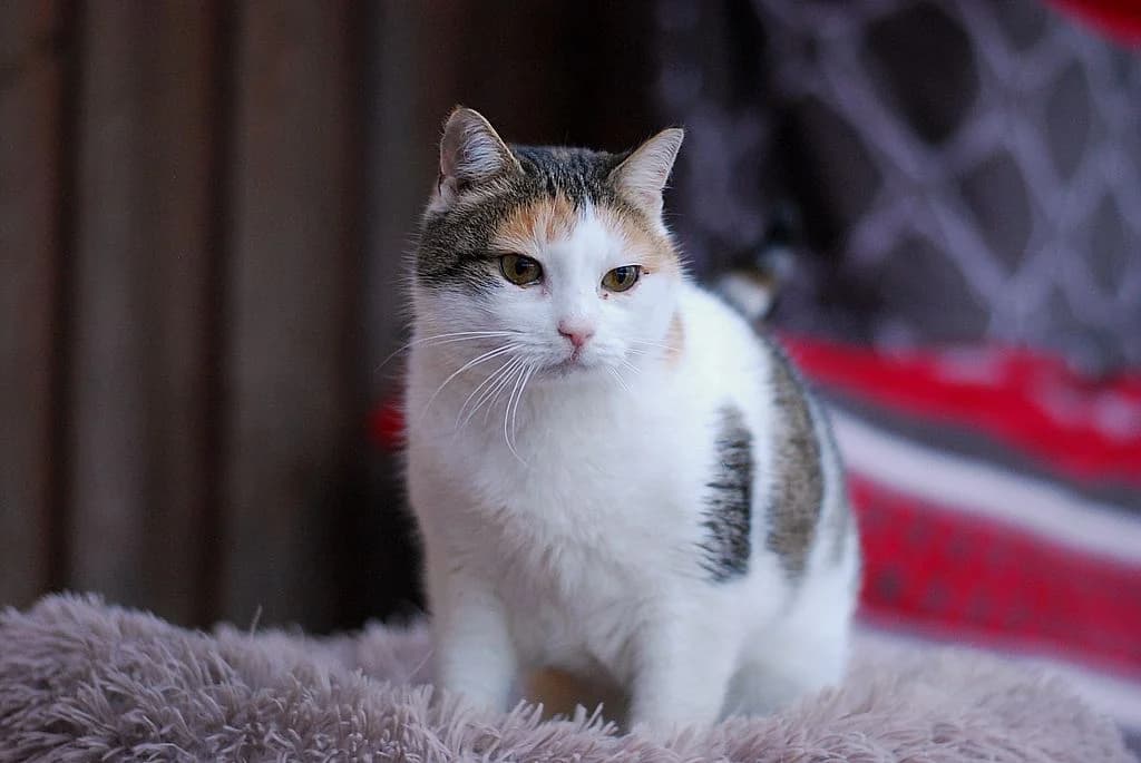 Litschi,  European Shorthair for adoption at Tierheim Quellenhof Passbrunn — photo 4 of 12