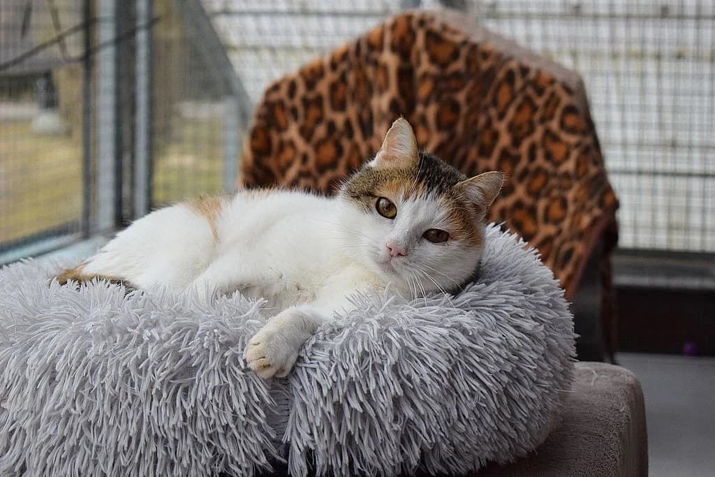 Litschi,  European Shorthair for adoption at Tierheim Quellenhof Passbrunn — photo 5 of 12