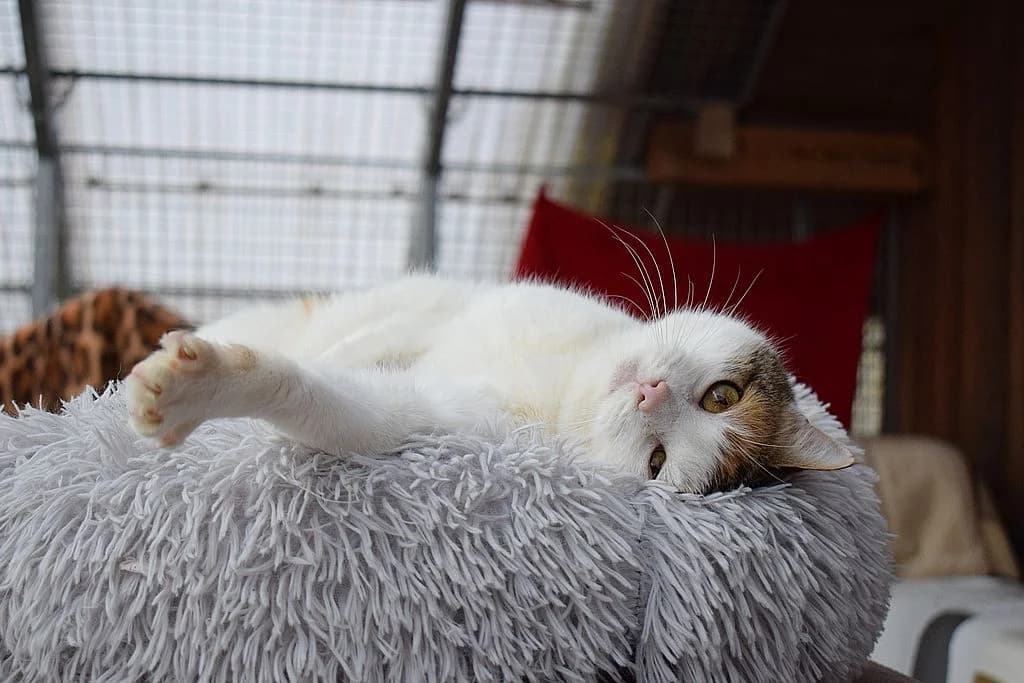 Litschi,  European Shorthair for adoption at Tierheim Quellenhof Passbrunn — photo 6 of 12