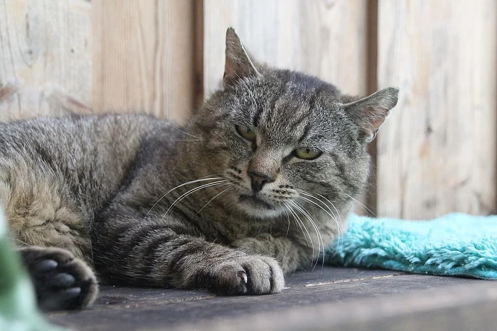 Tristan,  3yo European Shorthair for adoption at Tierheim Quellenhof Passbrunn