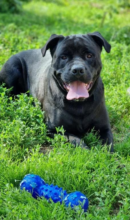 Tylor,  5yo Cane Corso for adoption at Tierheim Quellenhof Passbrunn