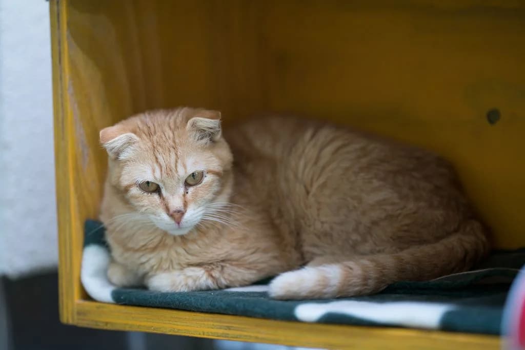Diemo,  European Shorthair for adoption at Tierheim Quellenhof Passbrunn