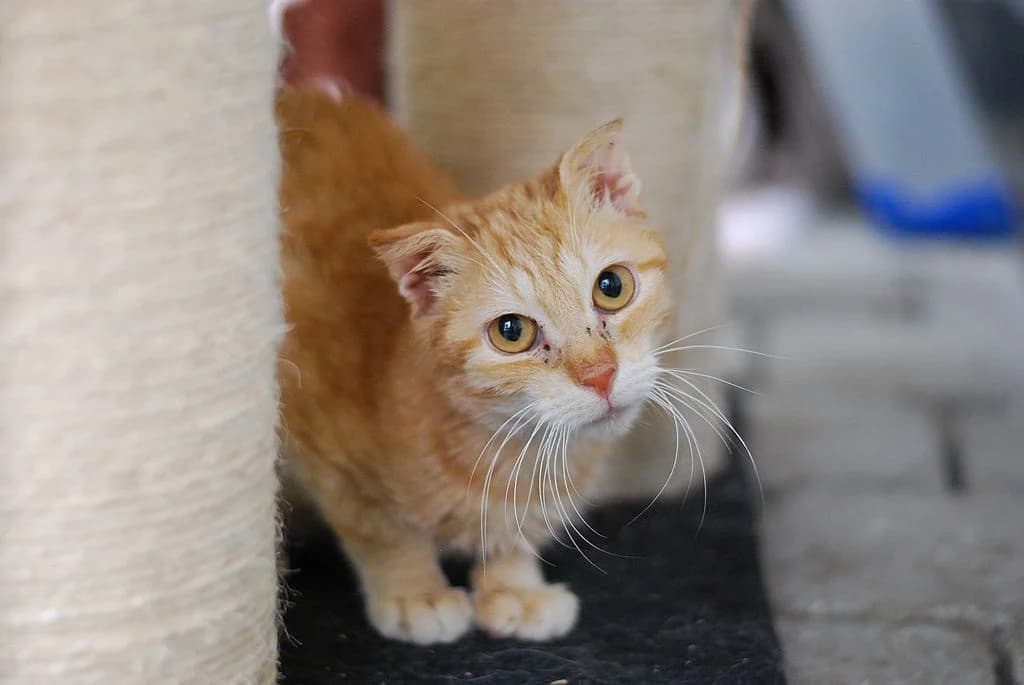 Diemo,  European Shorthair for adoption at Tierheim Quellenhof Passbrunn — photo 2 of 8