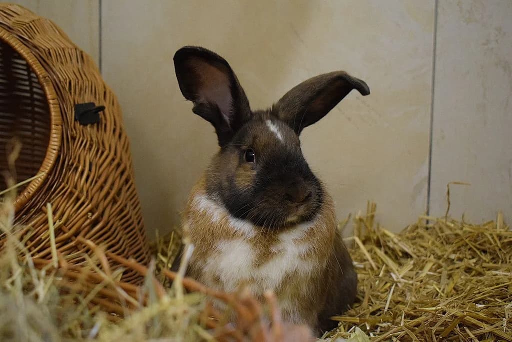 Christoph,  young Mixed Breed for adoption at Tierheim Quellenhof Passbrunn