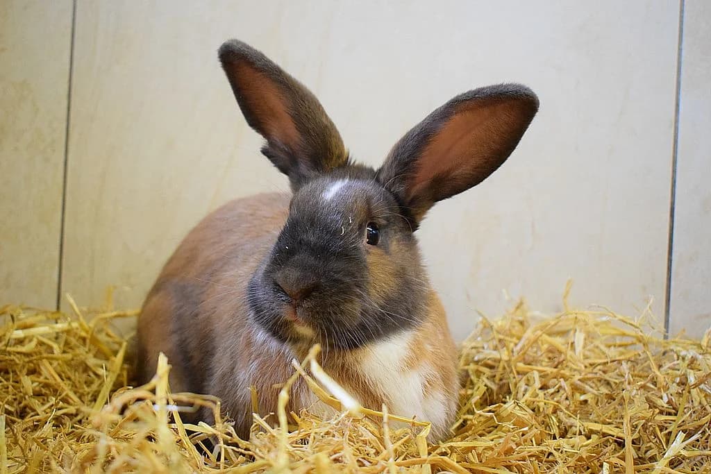 Christoph,  Mixed Breed for adoption at Tierheim Quellenhof Passbrunn — photo 2 of 10
