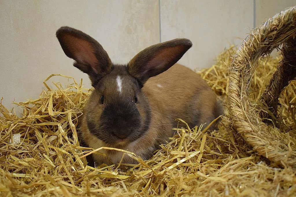 Christoph,  Mixed Breed for adoption at Tierheim Quellenhof Passbrunn — photo 3 of 10