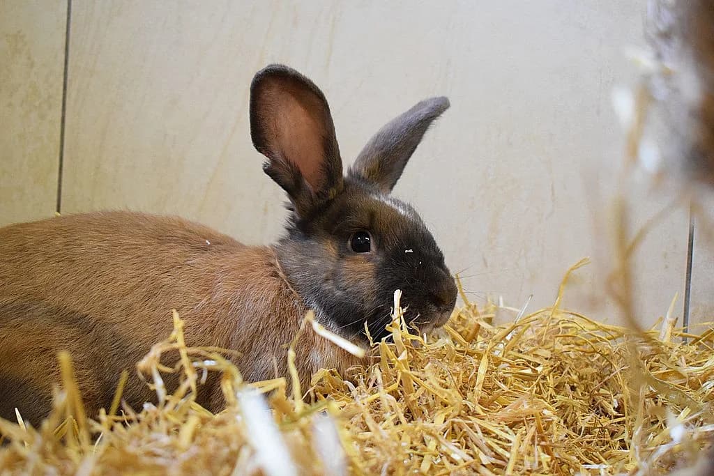 Christoph,  Mixed Breed for adoption at Tierheim Quellenhof Passbrunn — photo 4 of 10