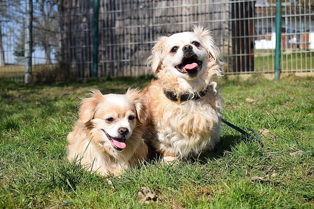 Christoph,  Mixed Breed for adoption at Tierheim Quellenhof Passbrunn — photo 6 of 10