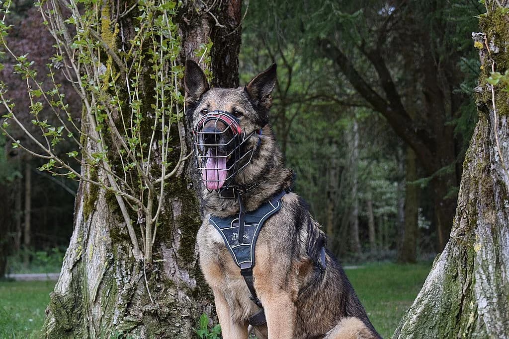 Mexx,  6yo Belgian Malinois for adoption at Tierheim Quellenhof Passbrunn