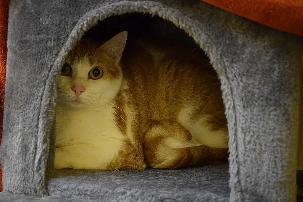 Vicky,  European Shorthair for adoption at Tierheim Quellenhof Passbrunn