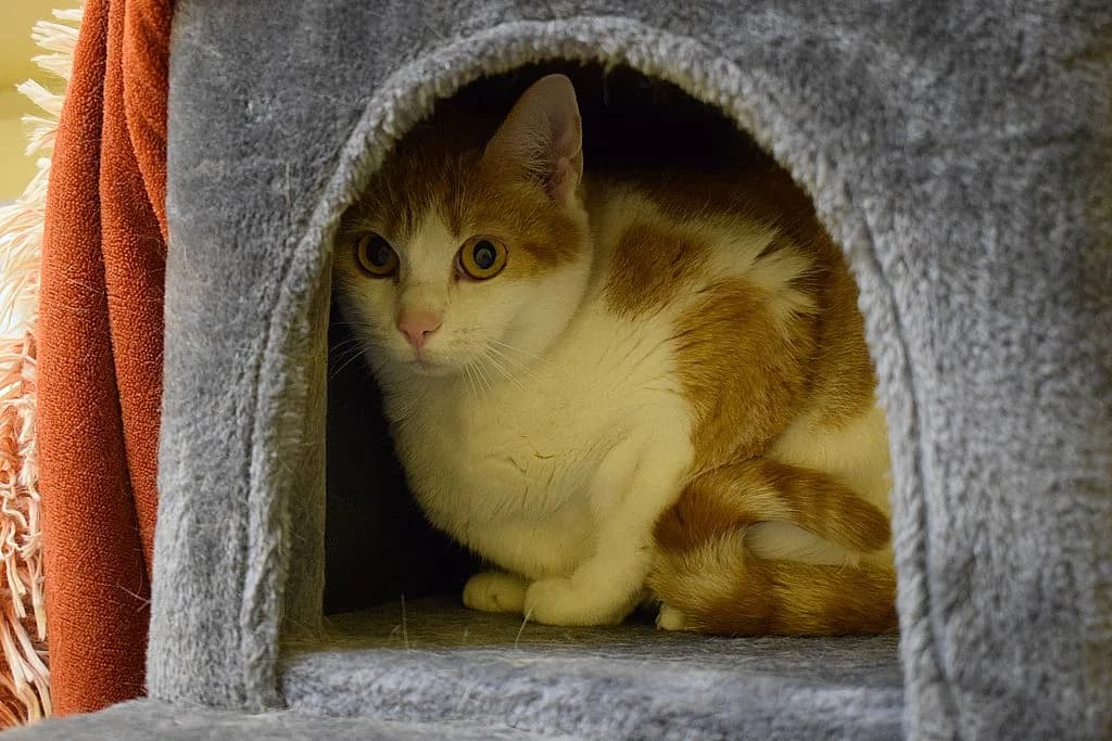 Vicky,  European Shorthair for adoption at Tierheim Quellenhof Passbrunn — photo 2 of 8