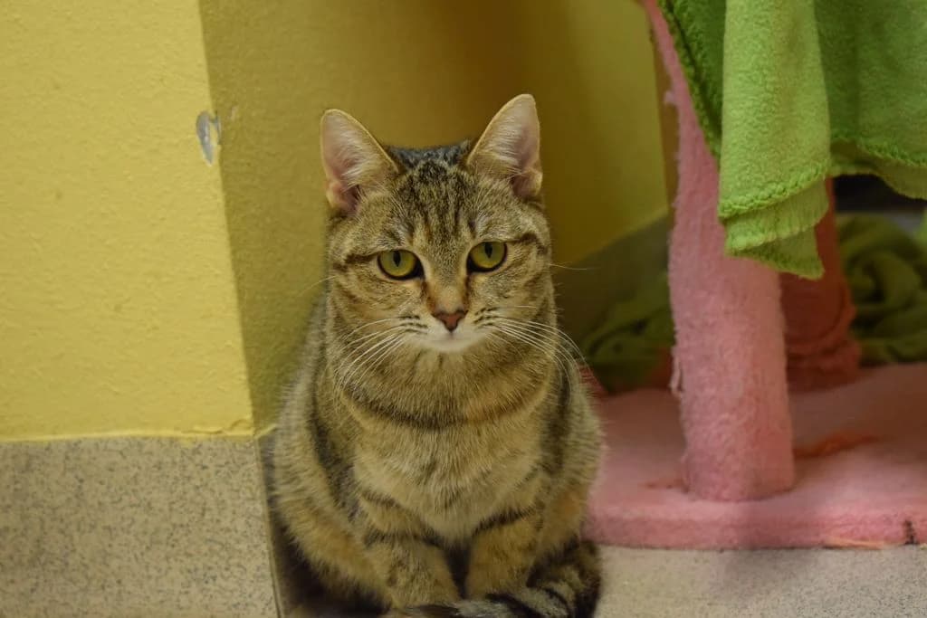Titania,  puppy European Shorthair for adoption at Tierheim Quellenhof Passbrunn