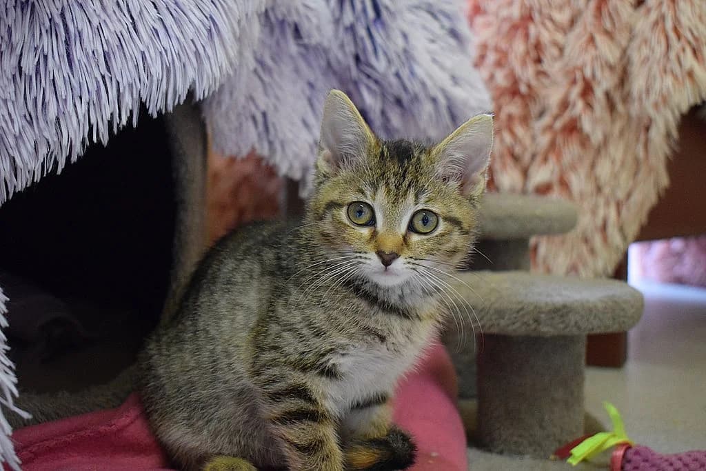 Titania,  European Shorthair for adoption at Tierheim Quellenhof Passbrunn — photo 2 of 8