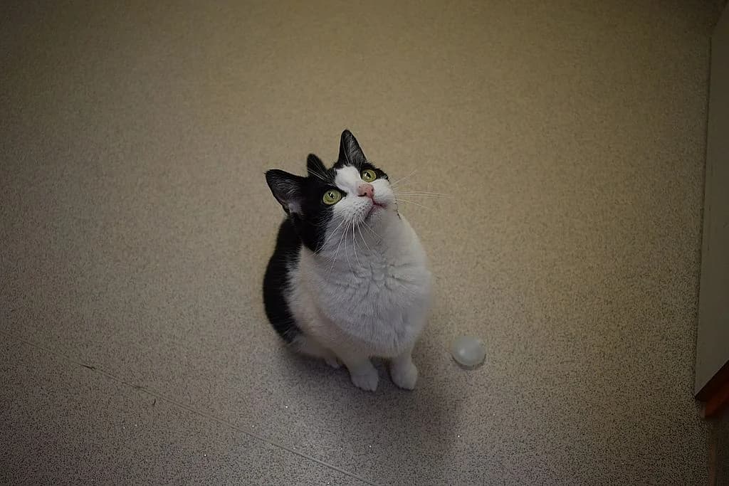 Maxi,  European Shorthair for adoption at Tierheim Quellenhof Passbrunn — photo 2 of 8