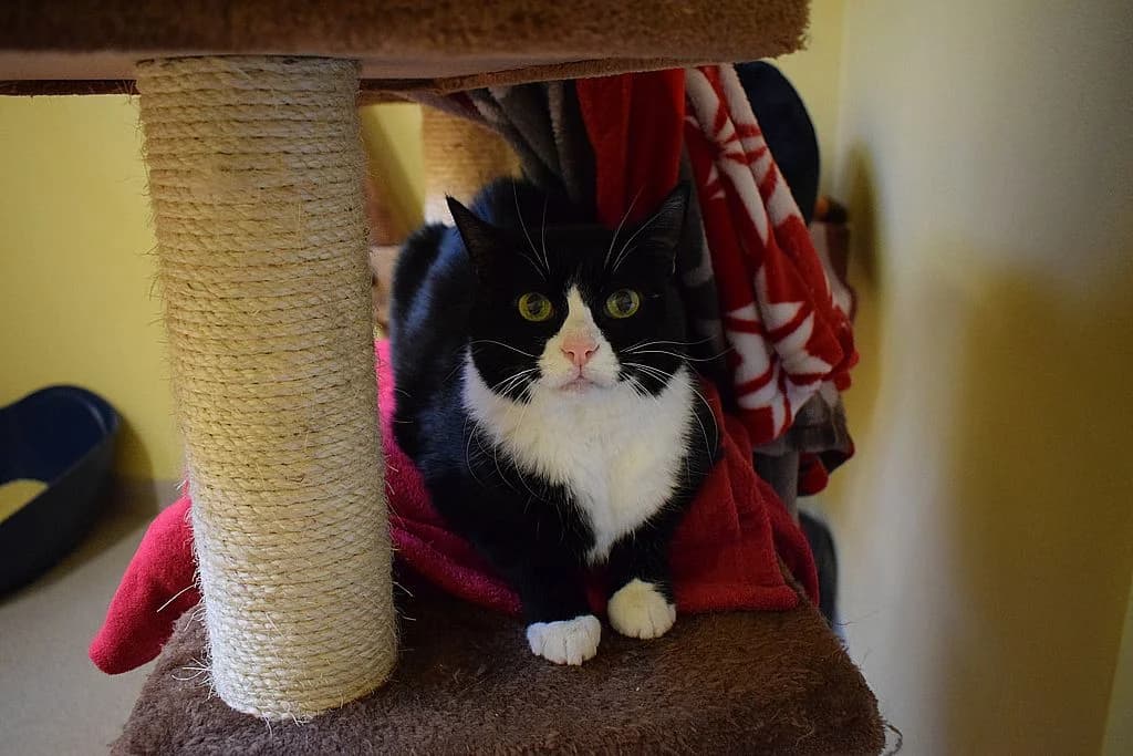 Mimi,  European Shorthair for adoption at Tierheim Quellenhof Passbrunn