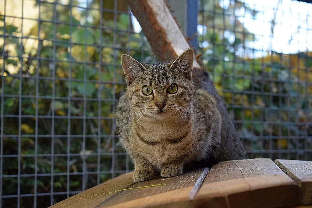 Tequila,  European Shorthair for adoption at Tierheim Quellenhof Passbrunn