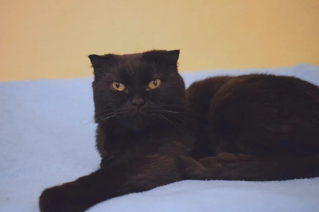 Ruby,  Scottish Fold for adoption at Tierheim Quellenhof Passbrunn