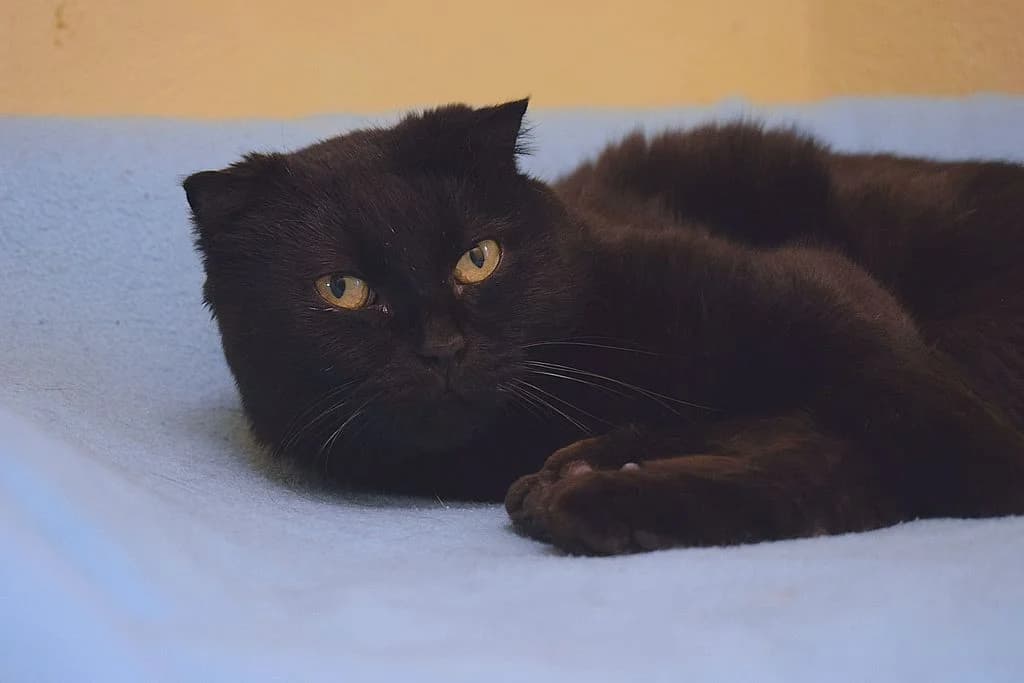 Ruby,  Scottish Fold for adoption at Tierheim Quellenhof Passbrunn — photo 2 of 10
