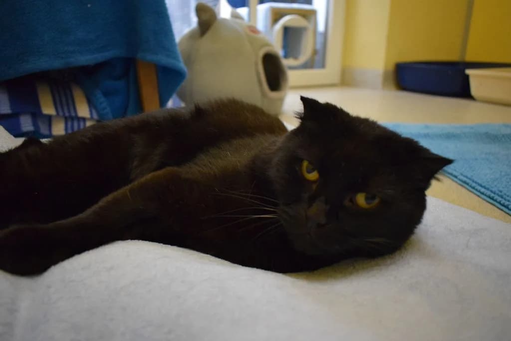 Ruby,  Scottish Fold for adoption at Tierheim Quellenhof Passbrunn — photo 3 of 10