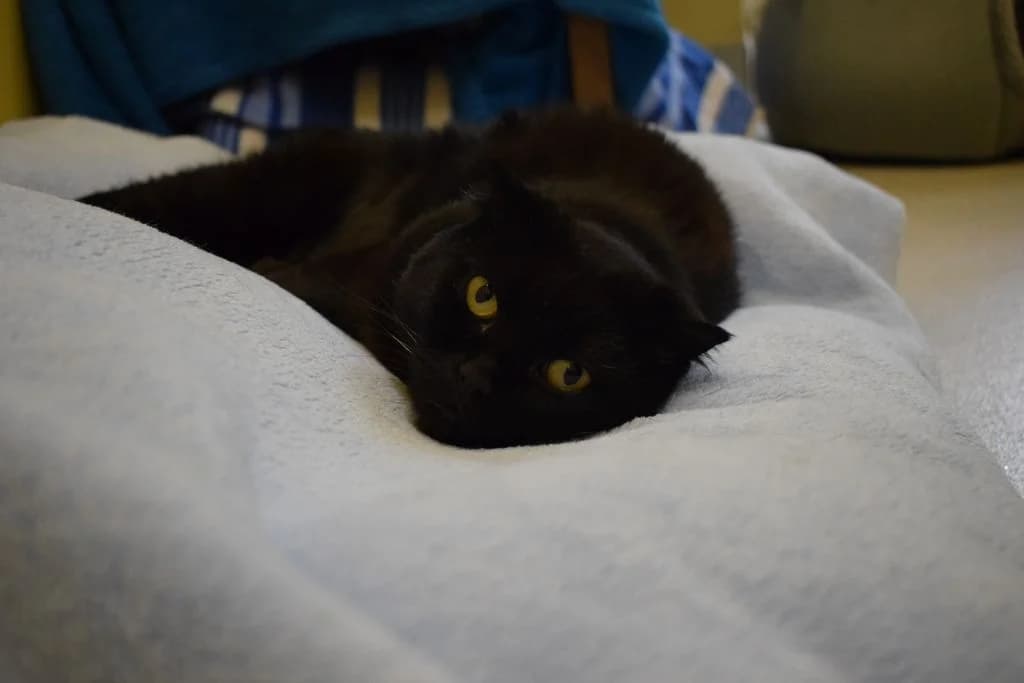 Ruby,  Scottish Fold for adoption at Tierheim Quellenhof Passbrunn — photo 4 of 10