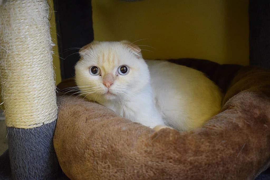 Florian,  Scottish Fold for adoption at Tierheim Quellenhof Passbrunn