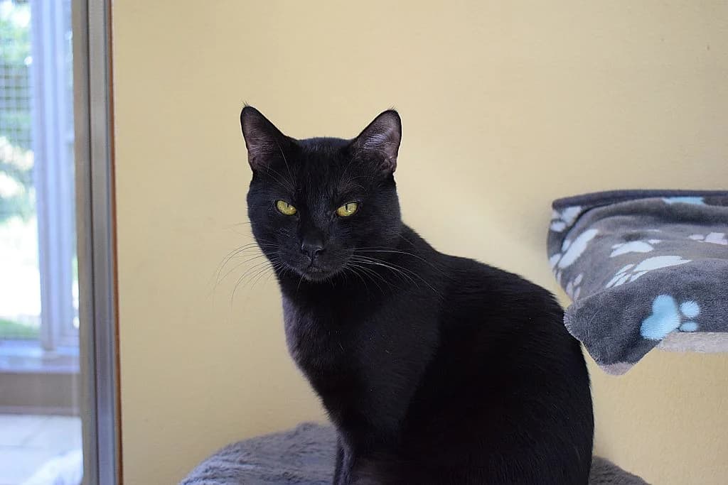 Liam,  European Shorthair for adoption at Tierheim Quellenhof Passbrunn