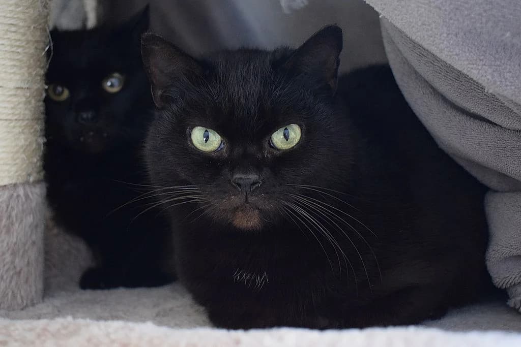 Liam,  European Shorthair for adoption at Tierheim Quellenhof Passbrunn — photo 6 of 7