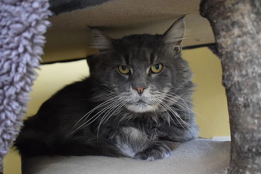 Grisu,  senior European Shorthair for adoption at Tierheim Quellenhof Passbrunn