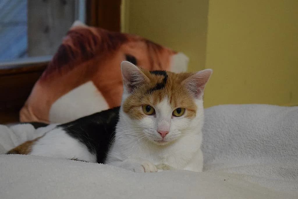 Chia,  European Shorthair for adoption at Tierheim Quellenhof Passbrunn