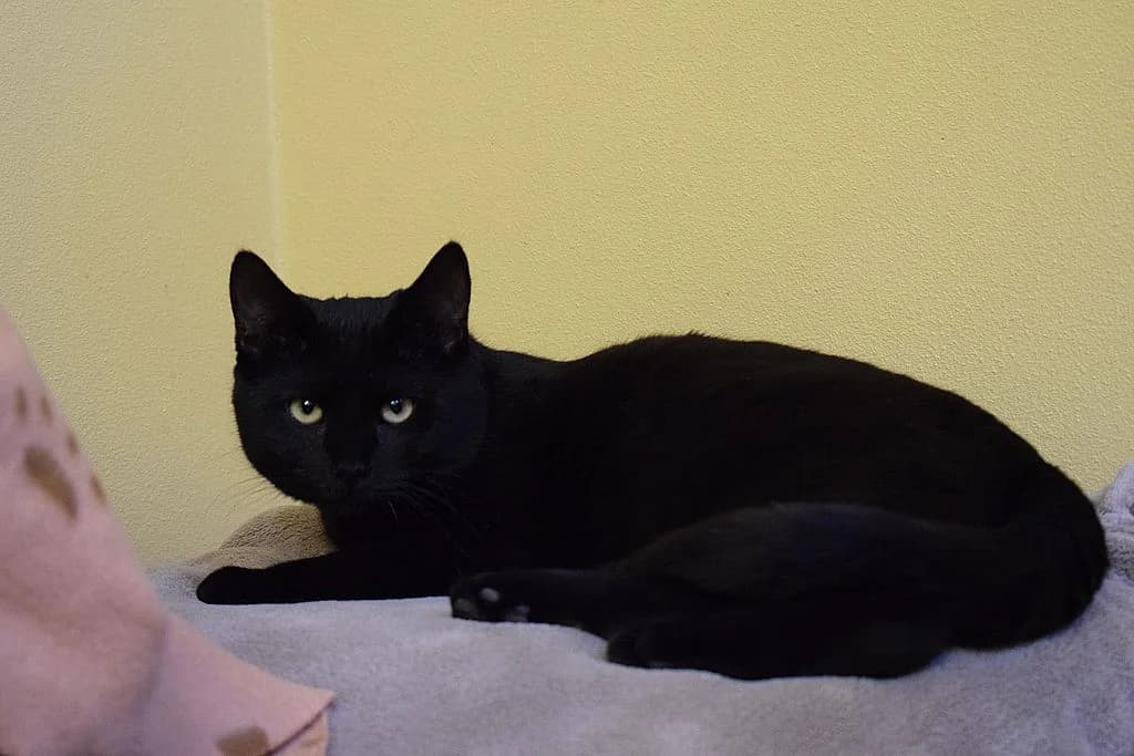 Ivo,  young European Shorthair for adoption at Tierheim Quellenhof Passbrunn