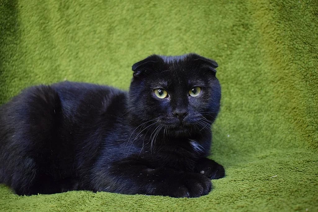 Ivan,  Scottish Fold for adoption at Tierheim Quellenhof Passbrunn