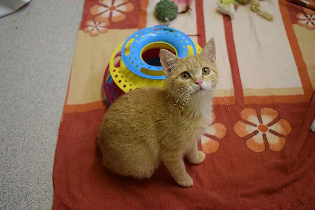 Mona,  European Shorthair for adoption at Tierheim Quellenhof Passbrunn