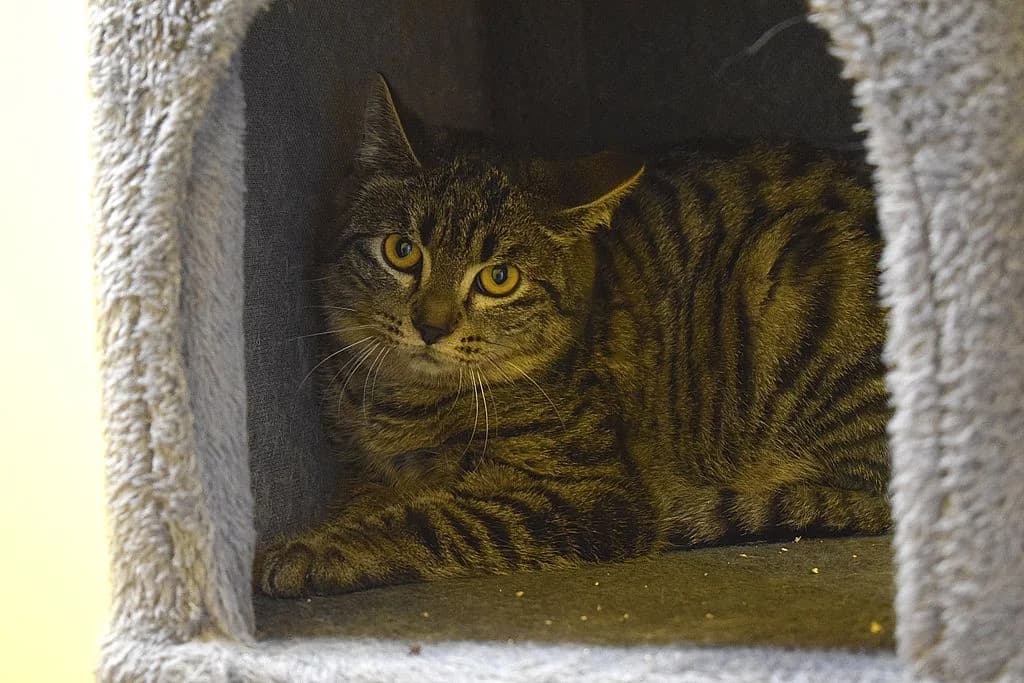 Pech,  European Shorthair for adoption at Tierheim Quellenhof Passbrunn