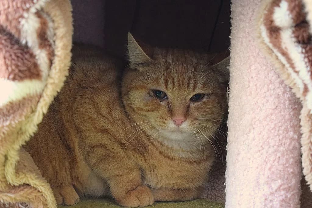 Schwefel,  European Shorthair for adoption at Tierheim Quellenhof Passbrunn