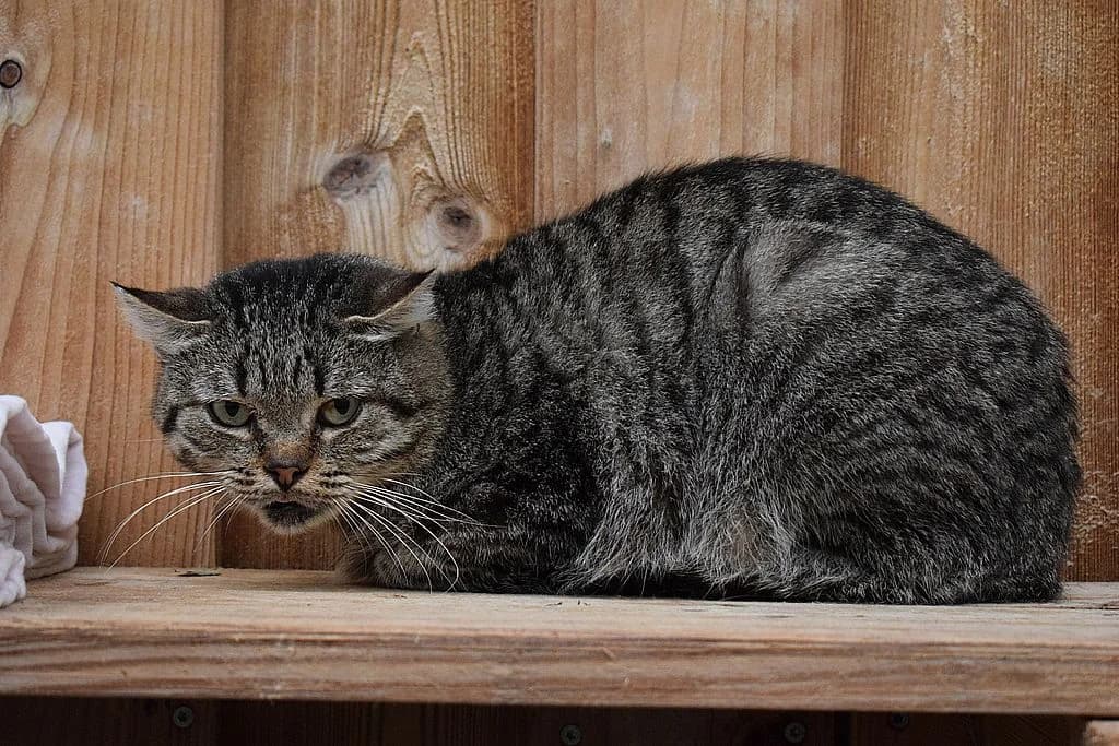 Boxer,  senior European Shorthair for adoption at Tierheim Quellenhof Passbrunn