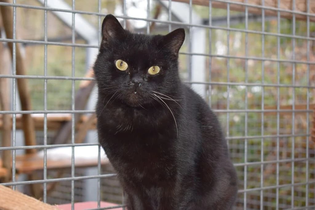 Marion,  senior European Shorthair for adoption at Tierheim Quellenhof Passbrunn