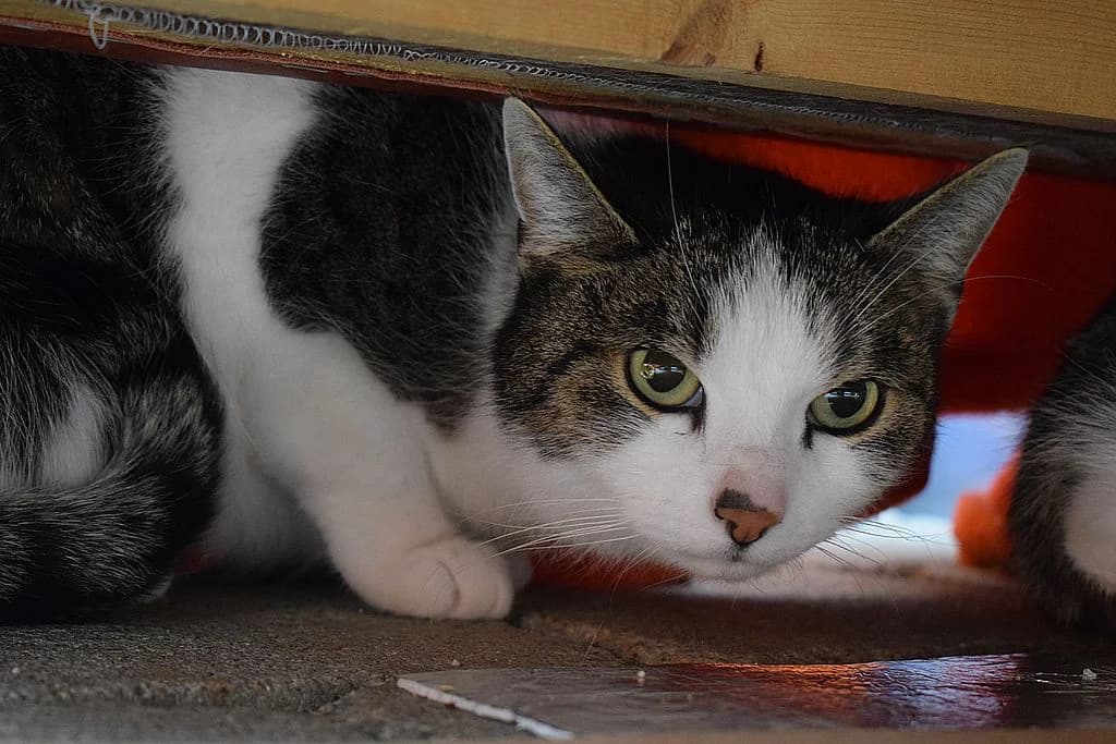 Marion,  European Shorthair for adoption at Tierheim Quellenhof Passbrunn — photo 5 of 7