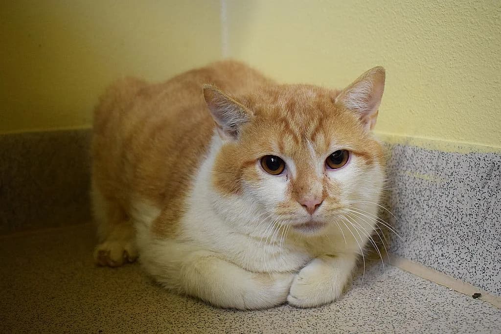 Seppl,  young European Shorthair for adoption at Tierheim Quellenhof Passbrunn