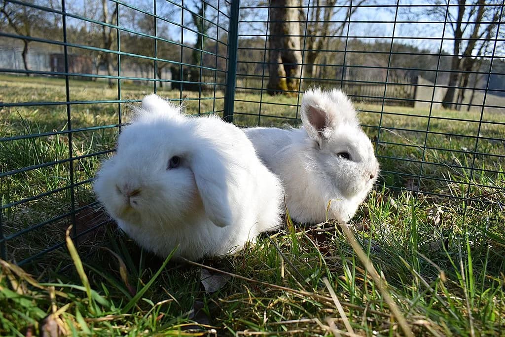 Ella und Elfie,  Mixed Breed for adoption at Tierheim Quellenhof Passbrunn