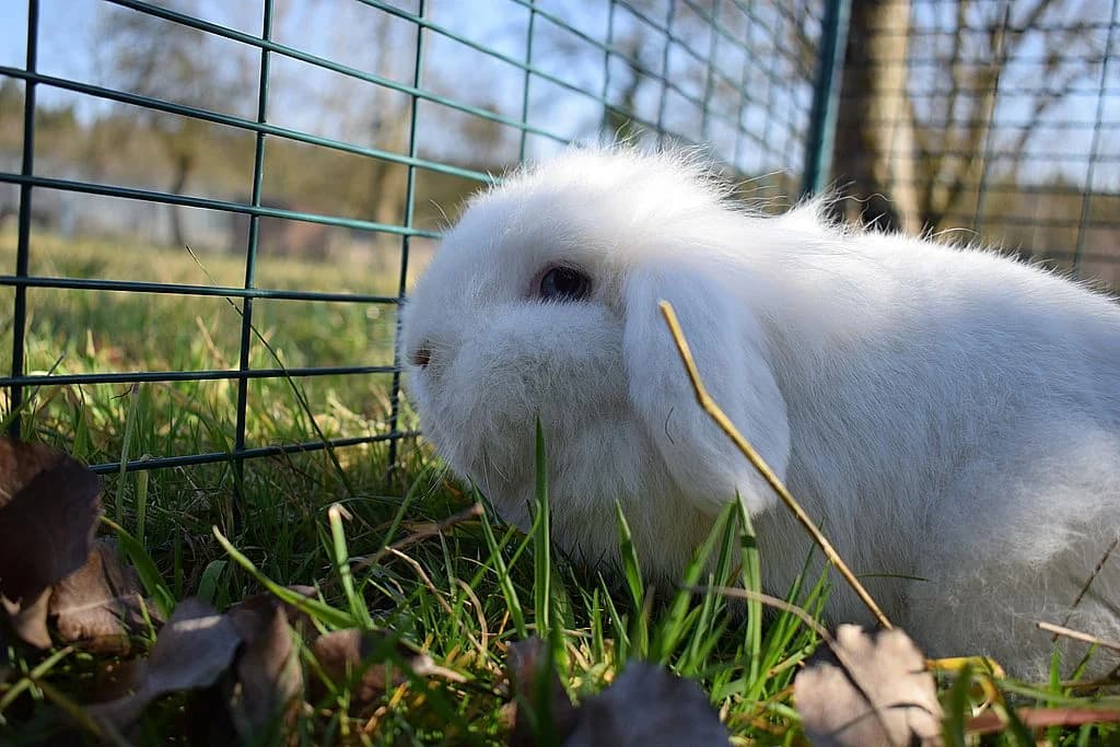 Ella und Elfie,  Mixed Breed for adoption at Tierheim Quellenhof Passbrunn — photo 2 of 9