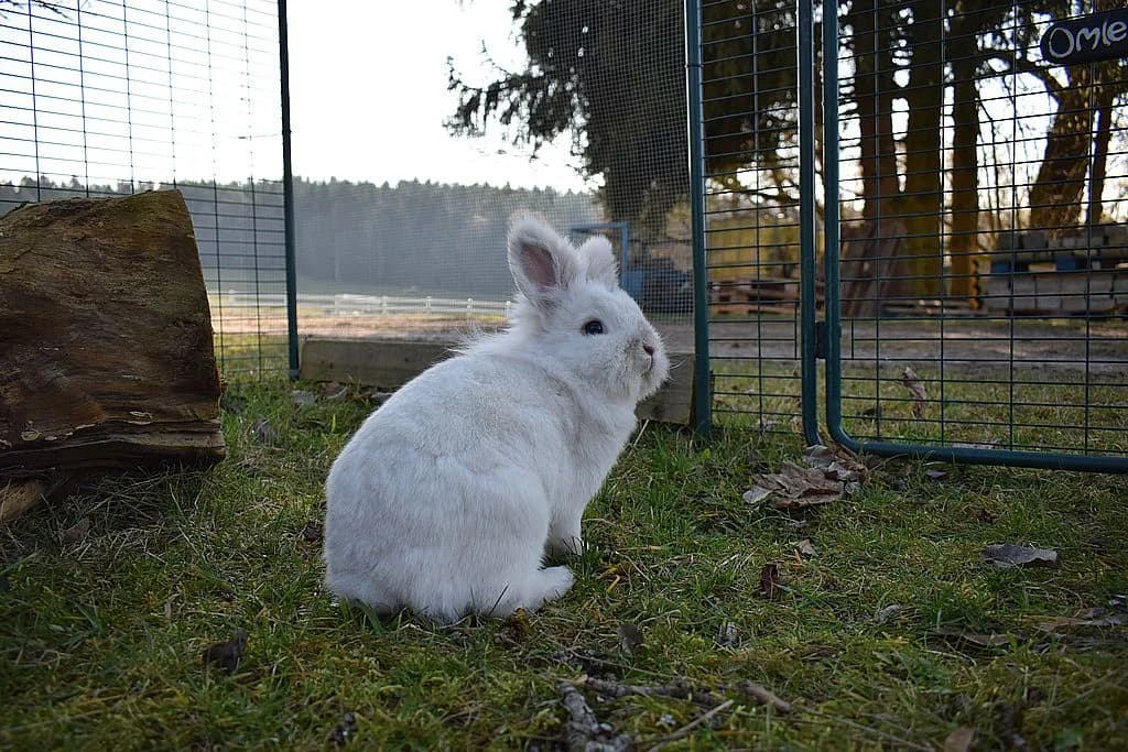 Ella und Elfie,  Mixed Breed for adoption at Tierheim Quellenhof Passbrunn — photo 3 of 9