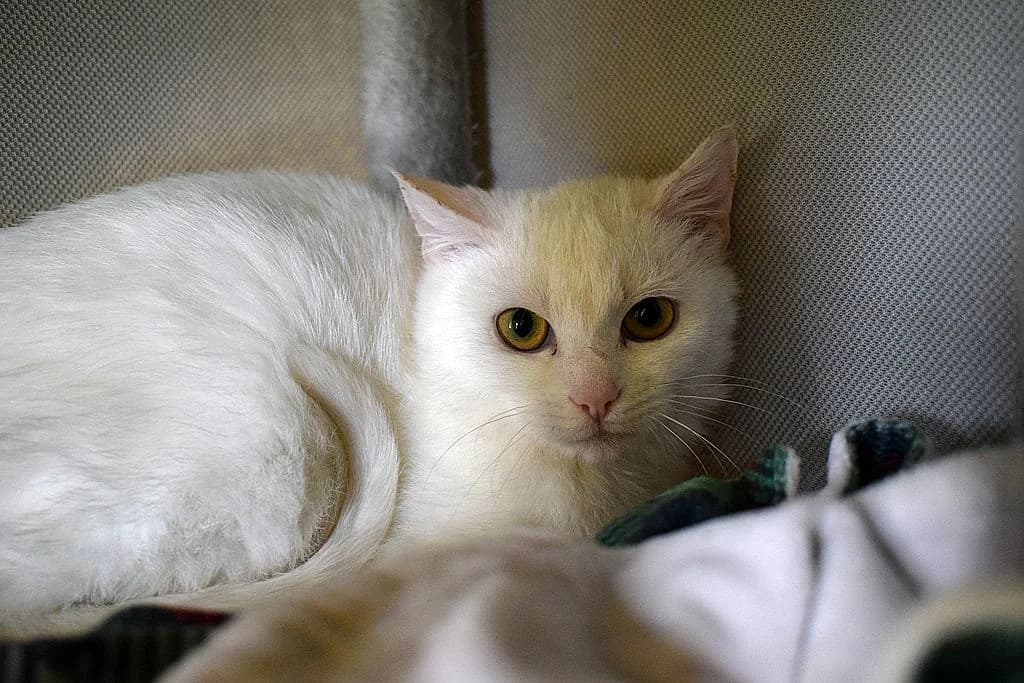 Zero,  young European Shorthair for adoption at Tierheim Quellenhof Passbrunn
