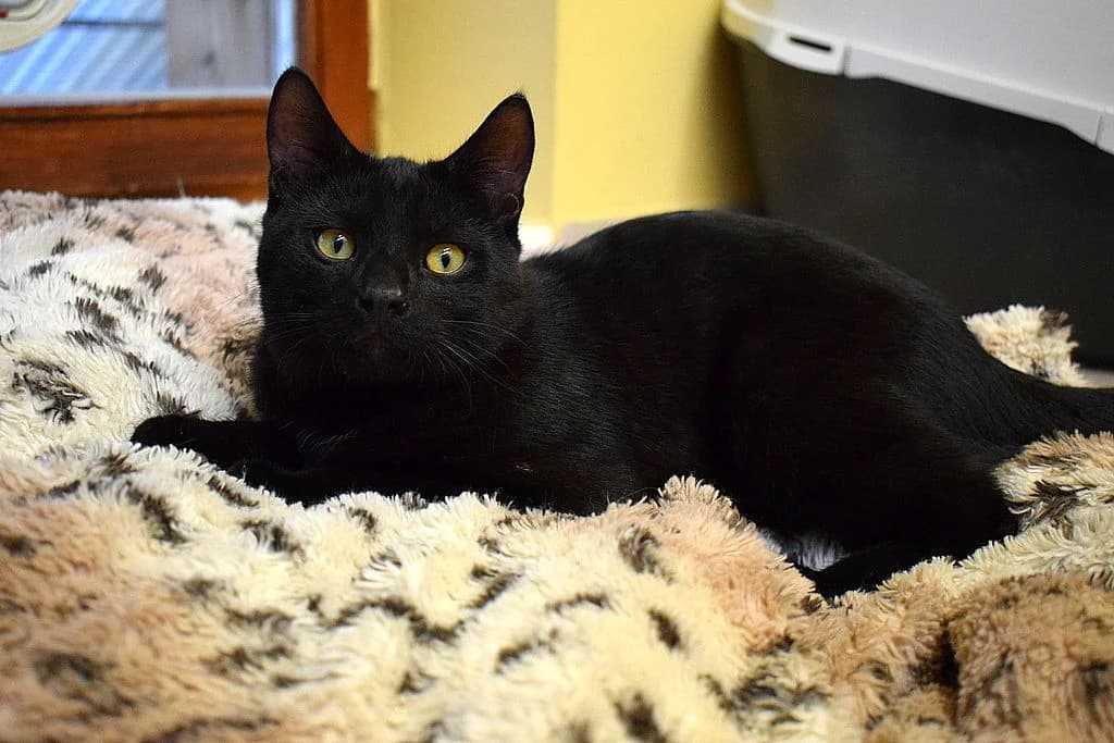 Henning,  young European Shorthair for adoption at Tierheim Quellenhof Passbrunn