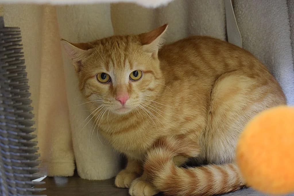 Hubertus,  young European Shorthair for adoption at Tierheim Quellenhof Passbrunn