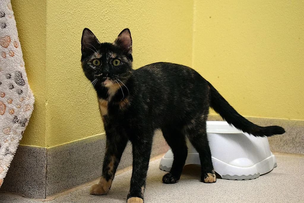 Helena,  young European Shorthair for adoption at Tierheim Quellenhof Passbrunn