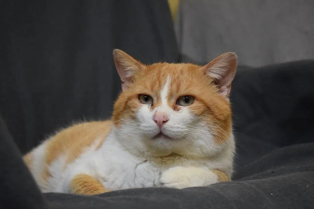 Marino,  puppy European Shorthair for adoption at Tierheim Quellenhof Passbrunn