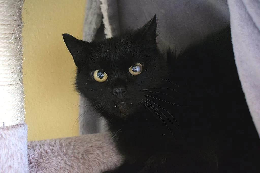Hunter,  6yo European Shorthair for adoption at Tierheim Quellenhof Passbrunn