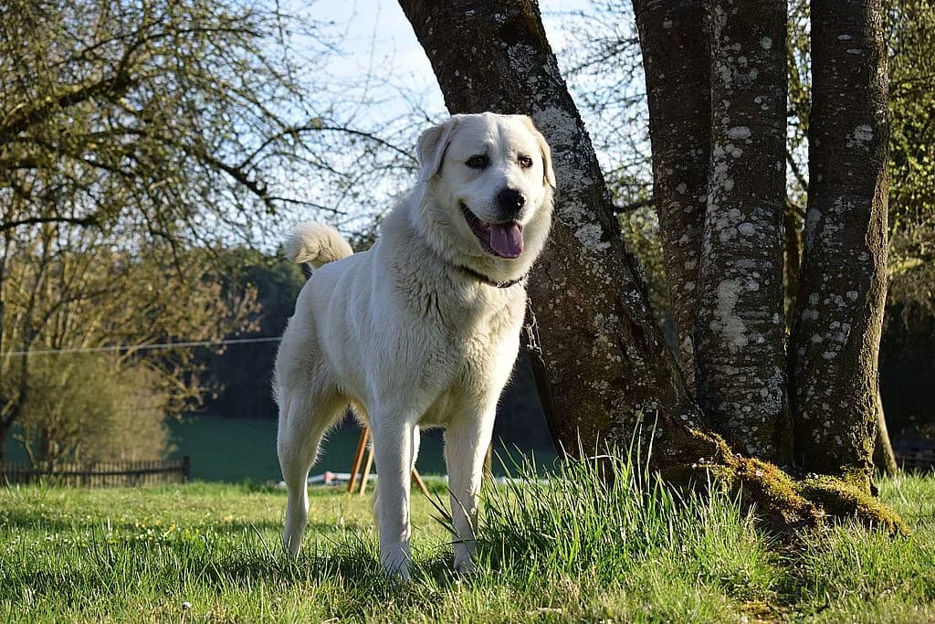 Kurunija,  young Kuvasz for adoption at Tierheim Quellenhof Passbrunn